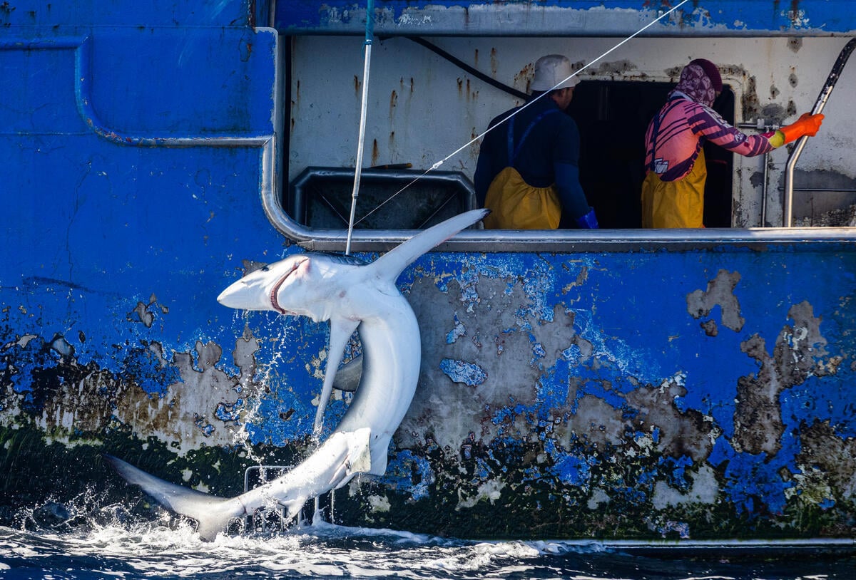 Greenpeace activists disrupt industrial fishing operation ahead of UN Ocean Conference