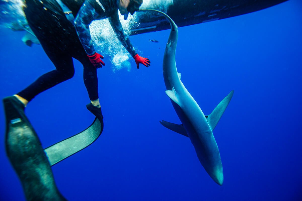 Greenpeace Pictures of the Week