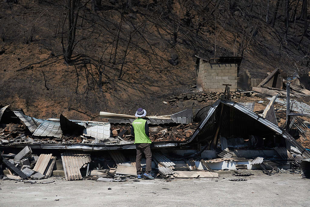 A Greenpeace climate disaster expert observing the wildfire site in South Korea in 2025. © Greenpeace A Greenpeace climate disaster expert observing the wildfire site in South Korea in 2025. © Greenpeace