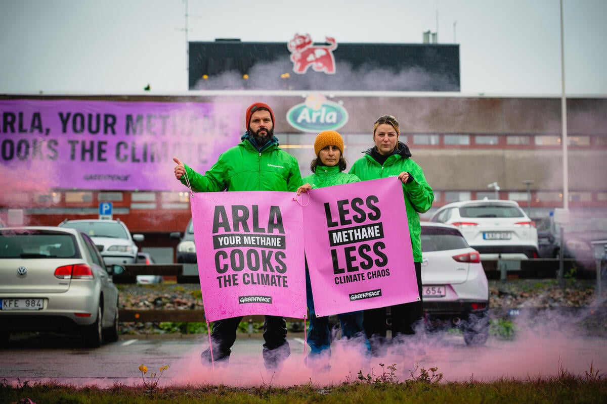 Greenpeace accuses global dairy giants of greenwashing and climate deception