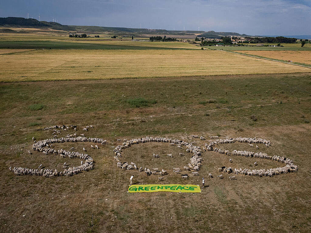 Almudena, Huesca. A flock of 800 sheep from the Huesca town of Almudévar joined Greenpeace Spain today, on the eve of World Environment Day, to denounce, with a huge SOS drawn in the ground, the precarious situation of the Spanish countryside and the exhaustion of the country's unsustainable food system (agriculture, livestock, and fishing, from production to consumption). © Greenpeace / Pedro Armestre Almudena, Huesca. A flock of 800 sheep from the Huesca town of Almudévar joined Greenpeace Spain today, on the eve of World Environment Day, to denounce, with a huge SOS drawn in the ground, the precarious situation of the Spanish countryside and the exhaustion of the country's unsustainable food system (agriculture, livestock, and fishing, from production to consumption). © Greenpeace / Pedro Armestre