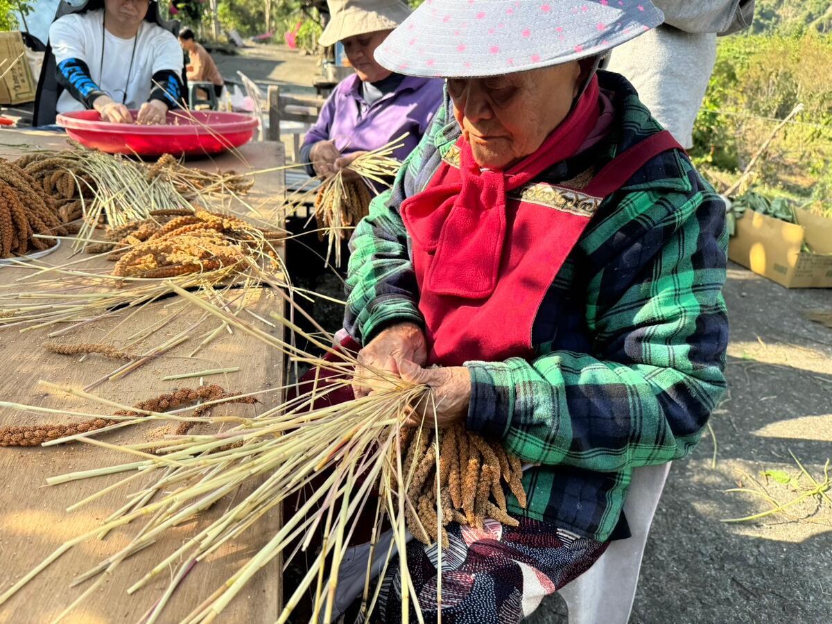 Vanishing Millet Fields, Endangered Sparrows: The Climate Crisis and Taiwan’s Forgotten Guardians