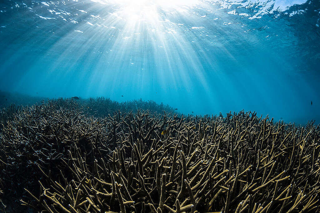 Bleached Corals on the Ningaloo Reef in Western Australia. © Brooke Pyke© Brooke Pyke Bleached Corals on the Ningaloo Reef in Western Australia. © Brooke Pyke© Brooke Pyke