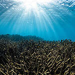 Bleached Corals on the Ningaloo Reef in Western Australia. © Brooke Pyke / Greenpeace
