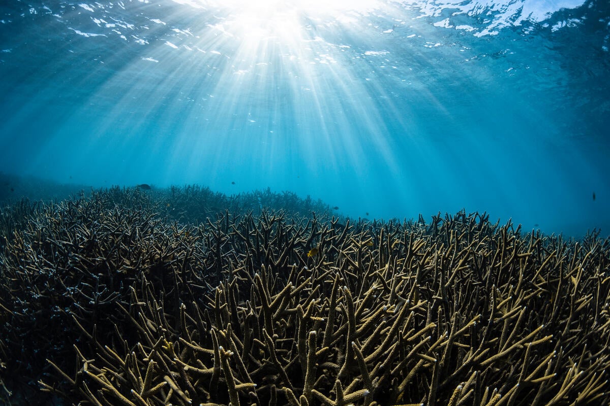Soaring ocean temperatures: Australia’s iconic marine wonders are under attack