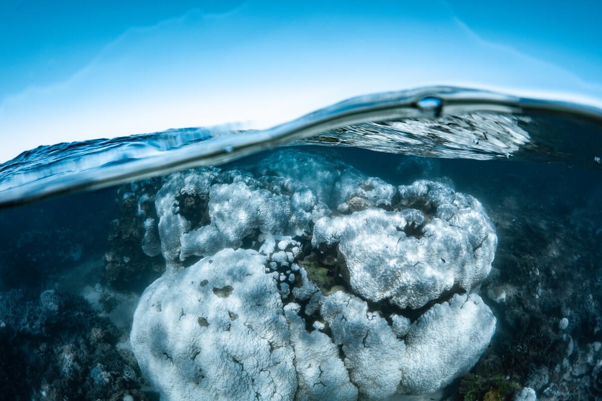 Bleached Corals on the Ningaloo Reef in Western Australia. © Brooke Pyke Bleached Corals on the Ningaloo Reef in Western Australia. © Brooke Pyke