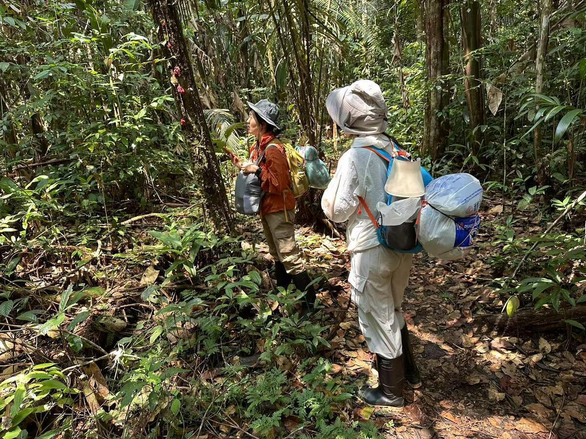Environmental storytelling for a Chinese audience: reporting from the Amazon rainforest with “Aunt Bear” 