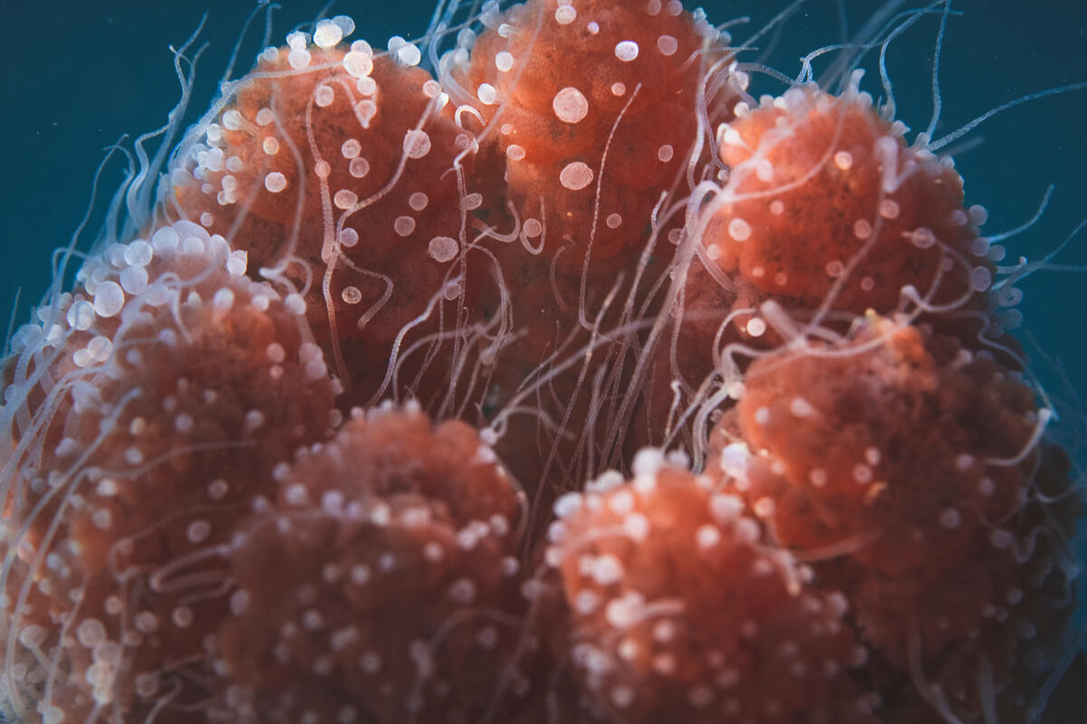 Red Bell Jellyfish on Ningaloo Reef. © Lewis Burnett / Greenpeace Red Bell Jellyfish on Ningaloo Reef. © Lewis Burnett / Greenpeace