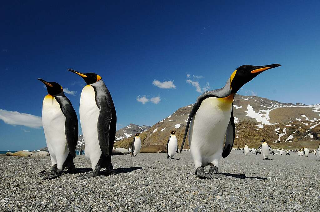 King Penguins on South Georgia. © Markus Mauthe / Greenpeace