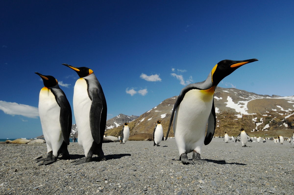 King Penguins on South Georgia. © Markus Mauthe / Greenpeace King Penguins on South Georgia. © Markus Mauthe / Greenpeace
