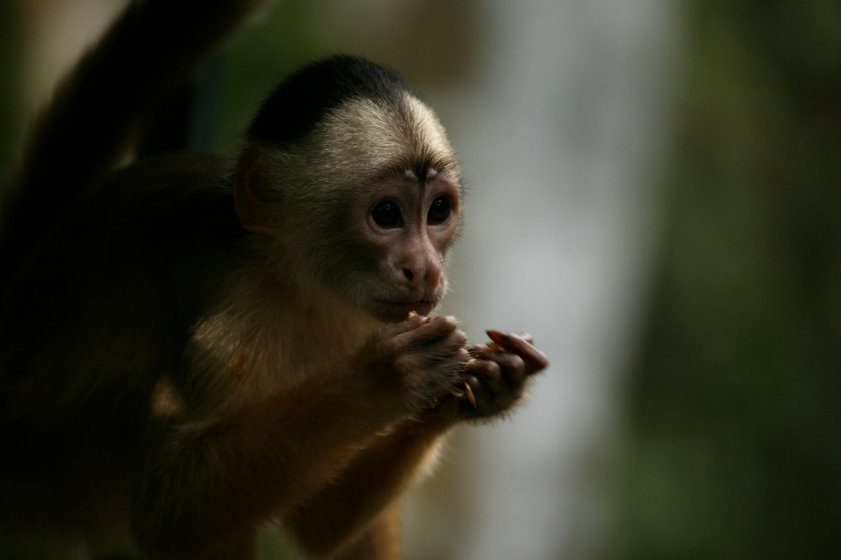 Macaco Prego Monkey in Brazil. © Greenpeace / Daniel Beltrá