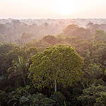 Between September 6 and 12, Greenpeace Brasil carried out a field expedition in the Amazon, passing through Porto Velho, in Rondônia and Humaitá and Lábrea, in Amazonas, to record the advance of deforestation in the region, fire and the impacts of fire.

In the early hours of the morning, it is possible to see evapotranspiration from trees, which send moisture into the atmosphere. Humaitá, Amazonas