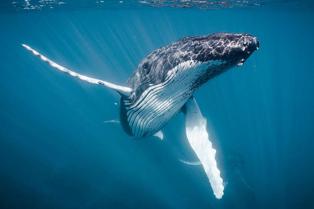 Humpback Whales at Silver Bank in the Caribbean. © Kevin McElvaney / Greenpeace
