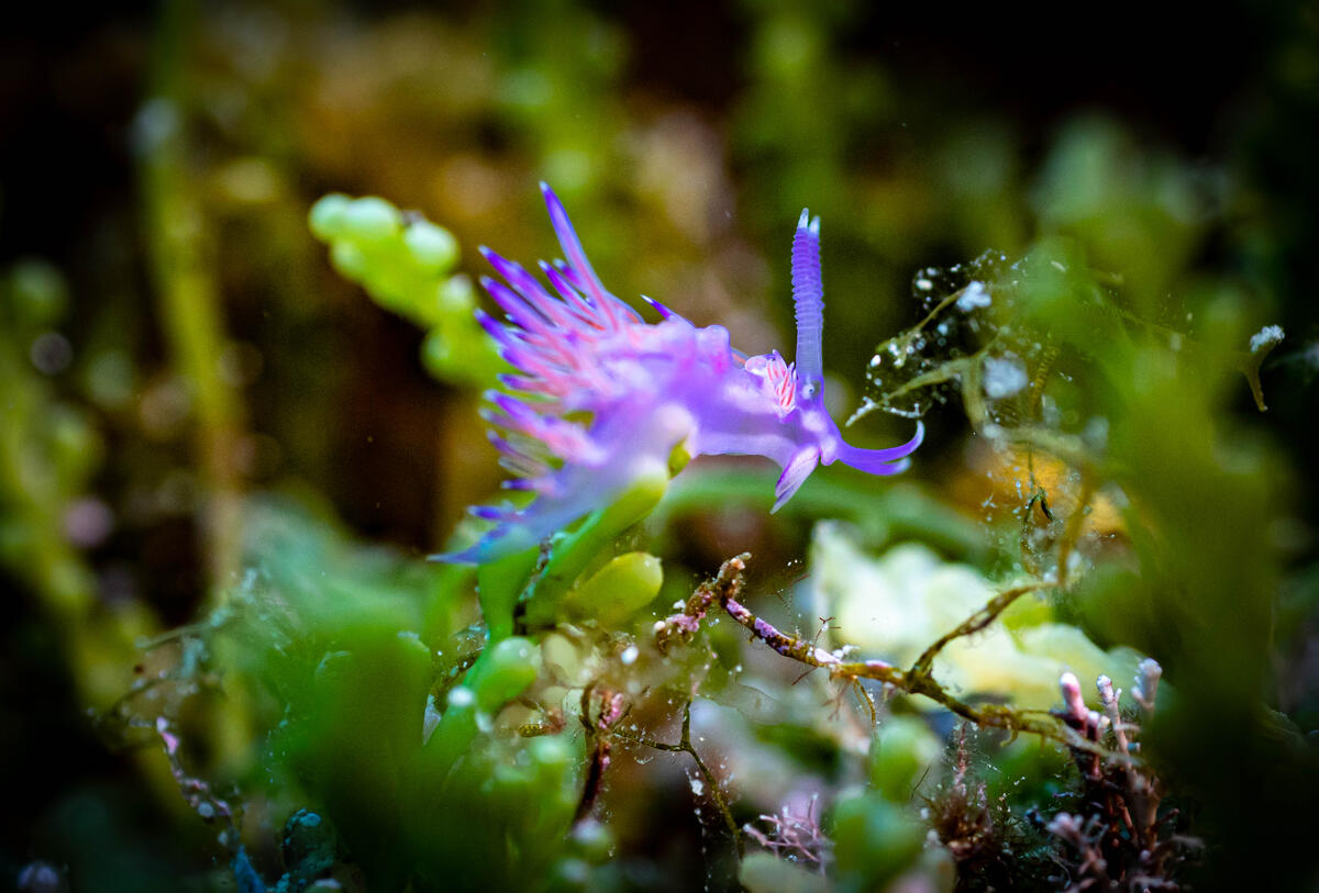 Underwater Beauty in Tremiti Island. © Greenpeace / Lorenzo Moscia Underwater Beauty in Tremiti Island. © Greenpeace / Lorenzo Moscia