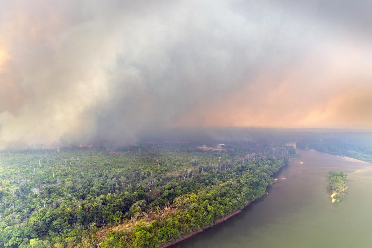 Amazon Day 2025: After the Fires, Pastures Take Over