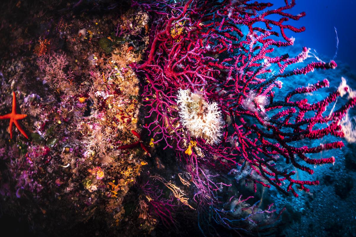 Corals in Ventotene Island. © Lorenzo Moscia / Greenpeace Corals in Ventotene Island. © Lorenzo Moscia / Greenpeace