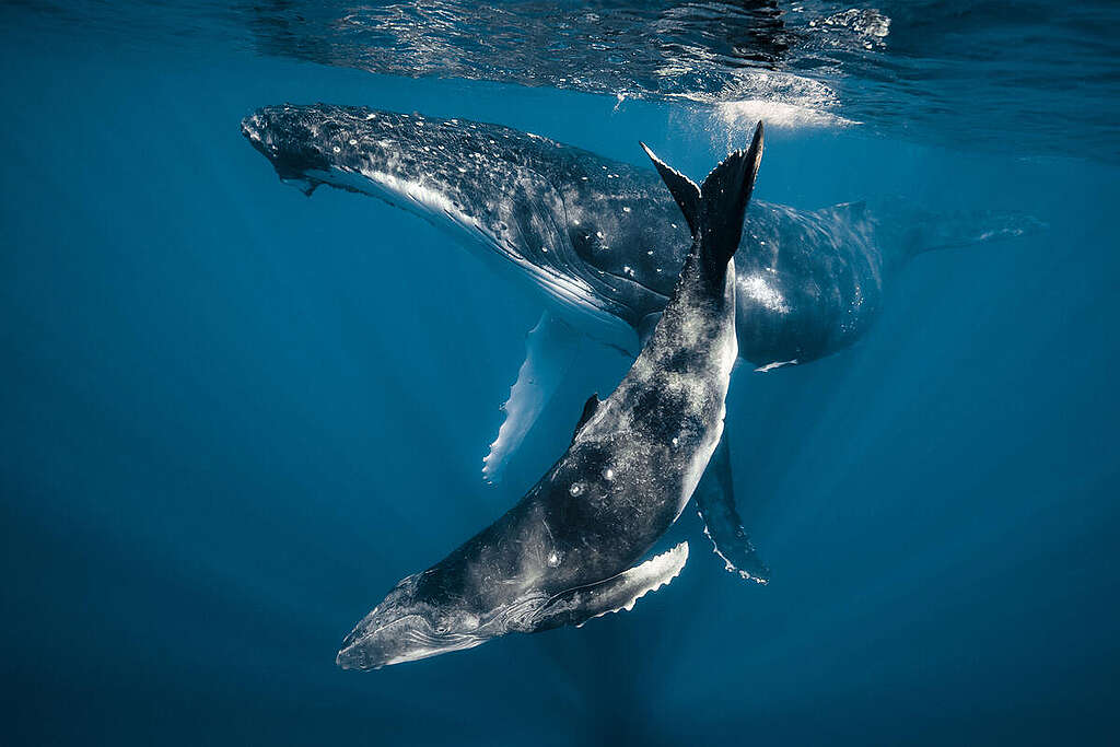 Humpback Whale Mother and Calf in the Pacific Ocean. © Jasmine Carey