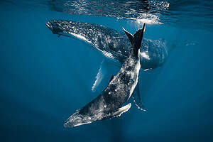 Humpback Whale Mother and Calf in the Pacific Ocean. © Jasmine Carey
