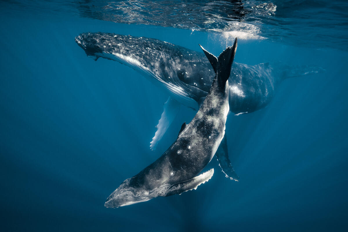 Protect the Oceans