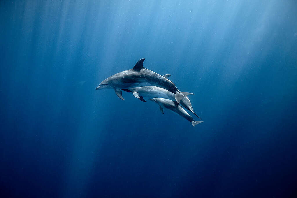 Bottlenose Dolphins (Tursiops) in the deep blue waters, 600 metres deep and located 15 kilometres off Lord Howe Island. © Greenpeace / BRIDGET FERGUSON Bottlenose Dolphins (Tursiops) in the deep blue waters, 600 metres deep and located 15 kilometres off Lord Howe Island. © Greenpeace / BRIDGET FERGUSON