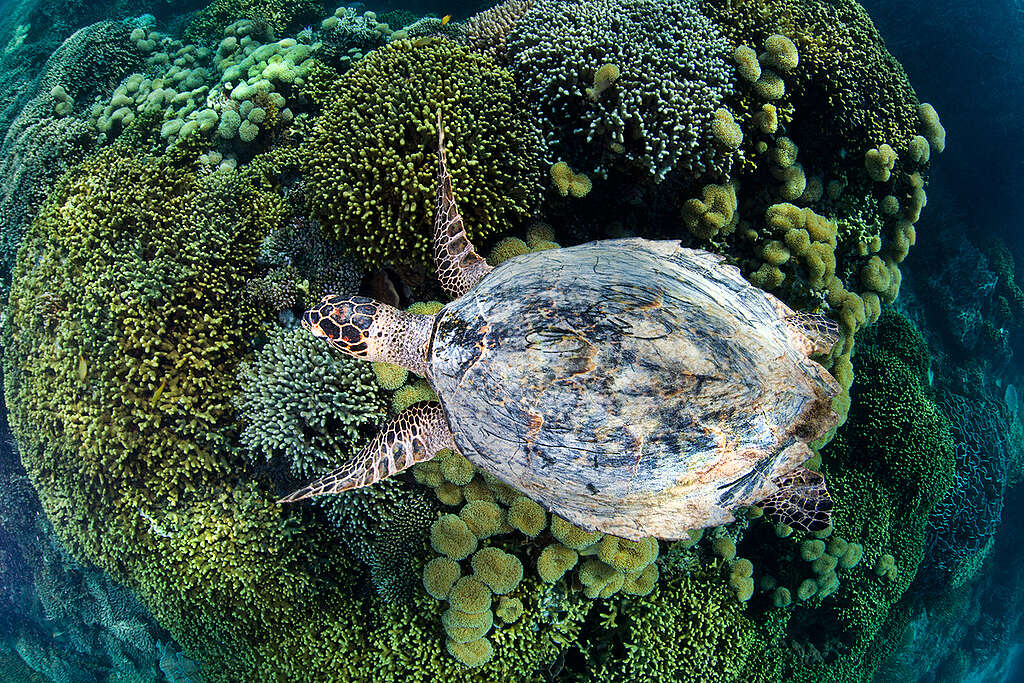 Hawksbill Turtle in Komodo National Park. © Paul Hilton / Greenpeace