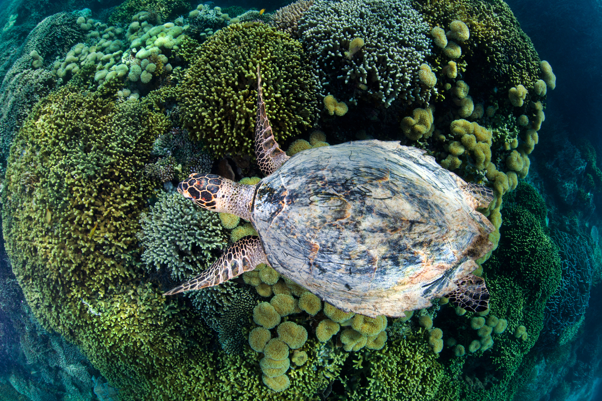 Hawksbill Turtle in Komodo National Park. © Paul Hilton / Greenpeace Hawksbill Turtle in Komodo National Park. © Paul Hilton / Greenpeace