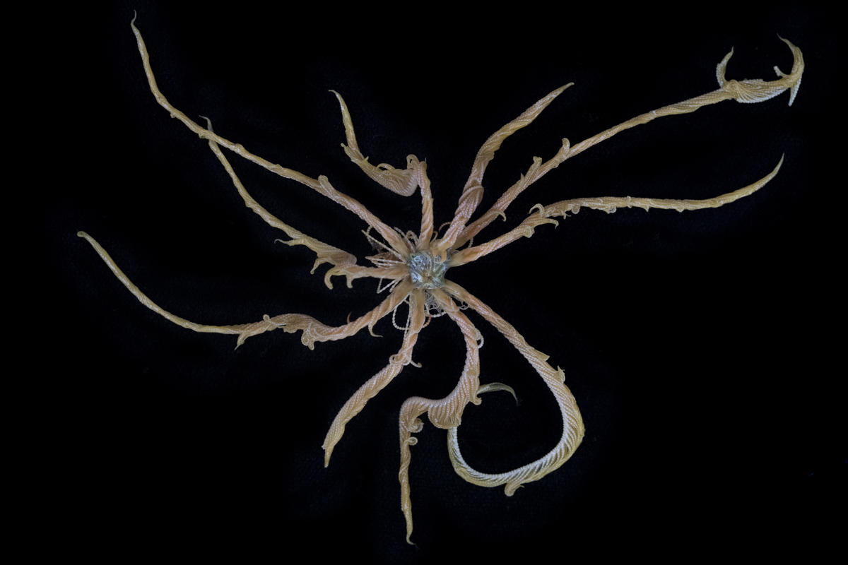 Comatulid Feather Star collected in the Antarctic. © Christian Åslund / Greenpeace Comatulid Feather Star collected in the Antarctic. © Christian Åslund / Greenpeace