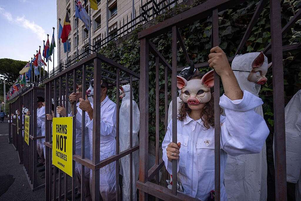 No Factory Farming Action in Rome, Italy. © Greenpeace / Lorenzo Moscia