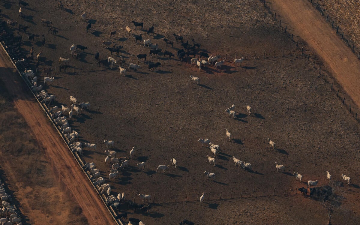Farm New Orleans in the Amazon. © Samara Souza / Greenpeace