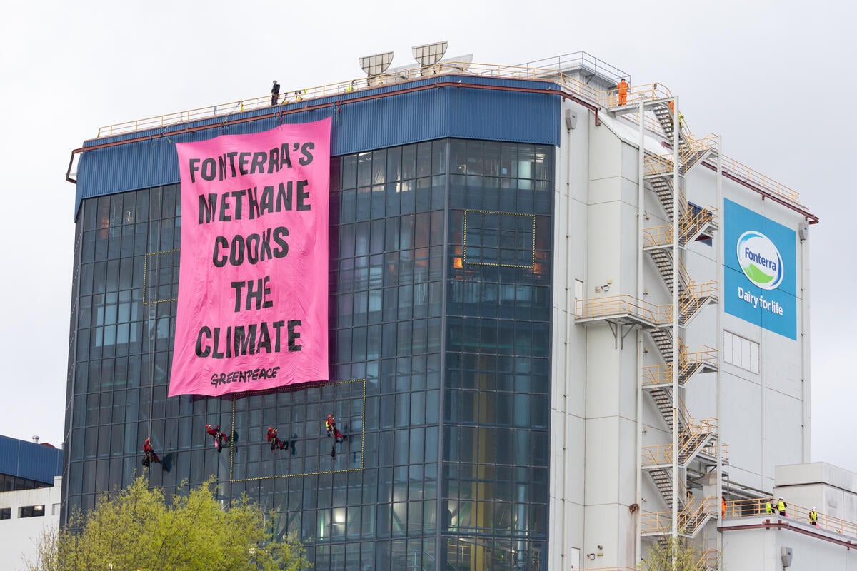Methane Cooks the Climate - Action at Fonterra in Te Rapa, New Zealand. © Bryce Groves / Greenpeace