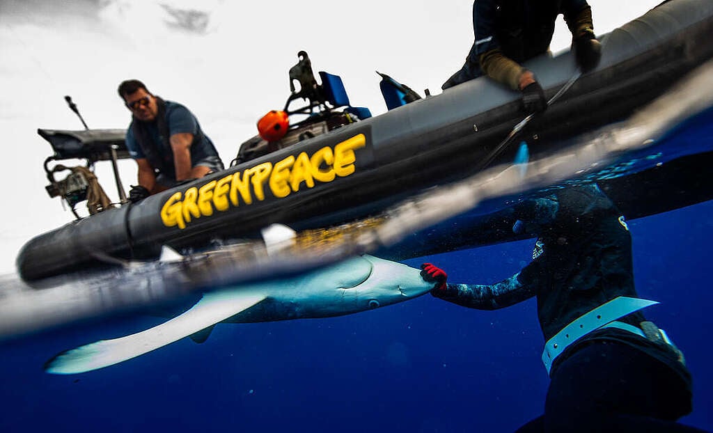 A shark handler and Greenpeace RHIB team free a blue shark caught on a longline in the Pacific Ocean. The blue shark is currently listed as "Near Threatened" globally by the IUCN (International Union for Conservation of Nature). Greenpeace Australia Pacific took action to stop an industrial longlining fishing operation in the South Pacific Ocean, seizing more than 20 kilometers of fishing gear and freeing nine sharks, including an endangered mako, near Australia and New Zealand.