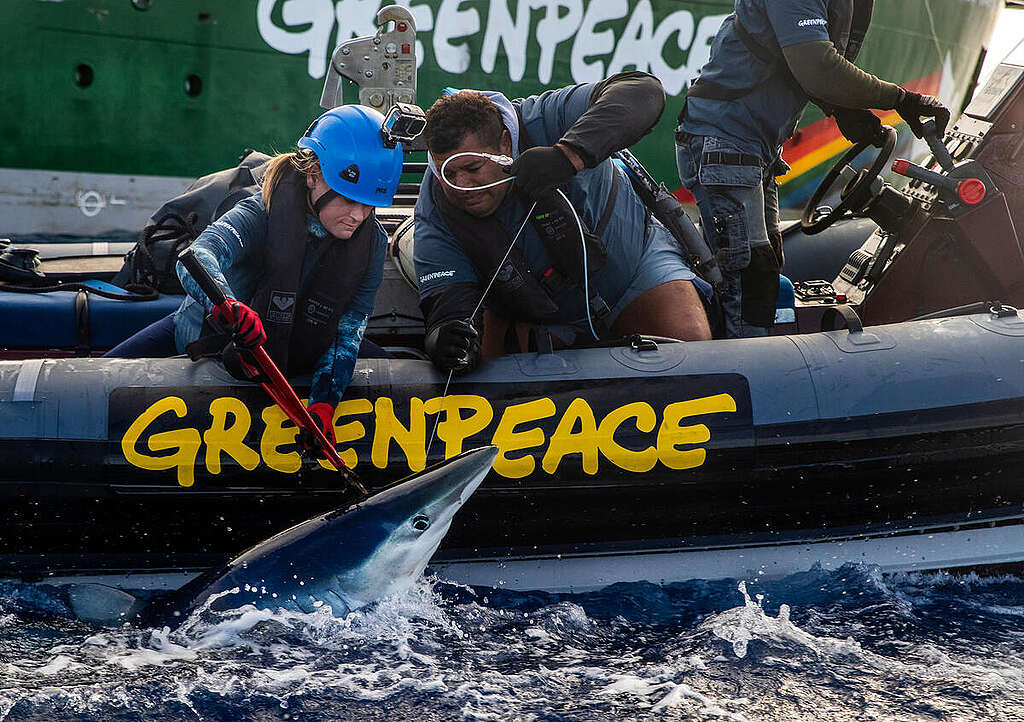 Greenpeace activists free a blue shark caught on a longline in the Pacific Ocean. The blue shark is currently listed as 