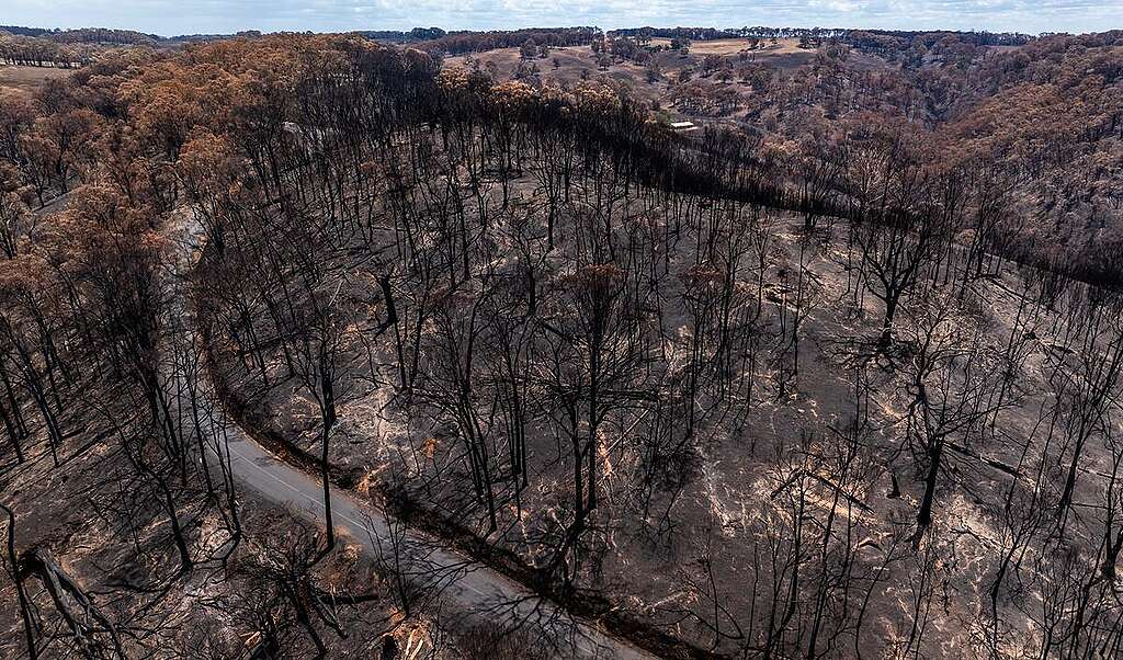 Aftermath of the Victorian Bushfires in Longwood, Victoria, Australia. &copy; Paul Hilton / Earth Tree Images