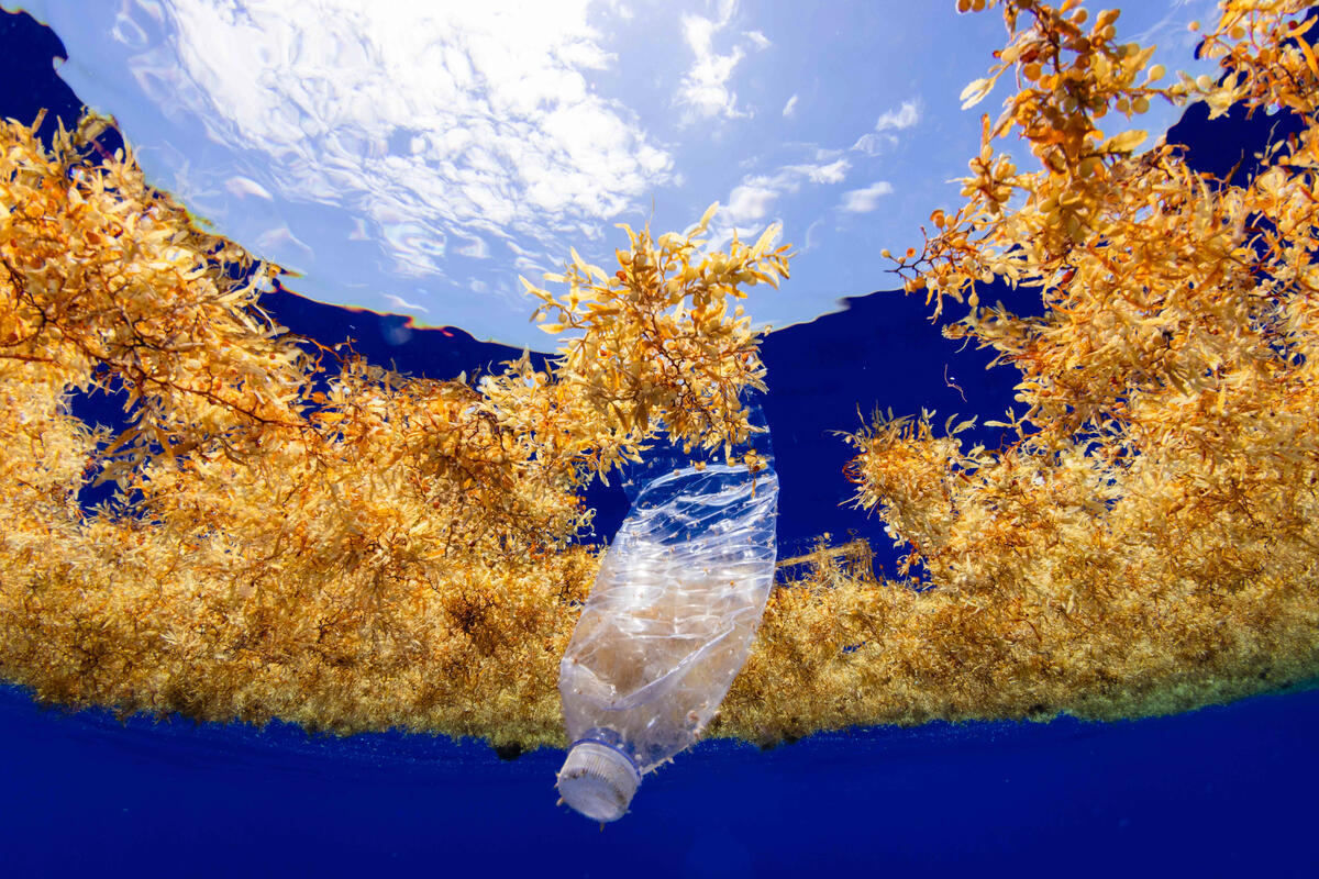 Plastic in Sargassum. &copy; Deirdre Leowinata / Greenpeace