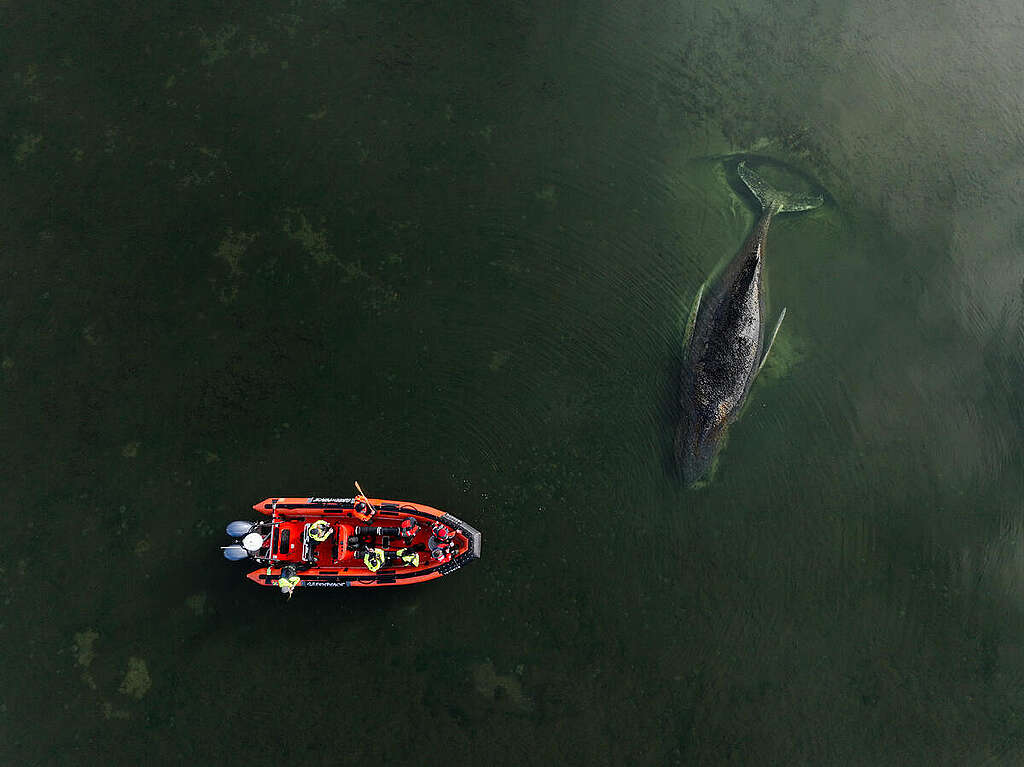 Stranded Humpback Whale in the Baltic Sea - April 1. &copy; Florian Manz / Greenpeace