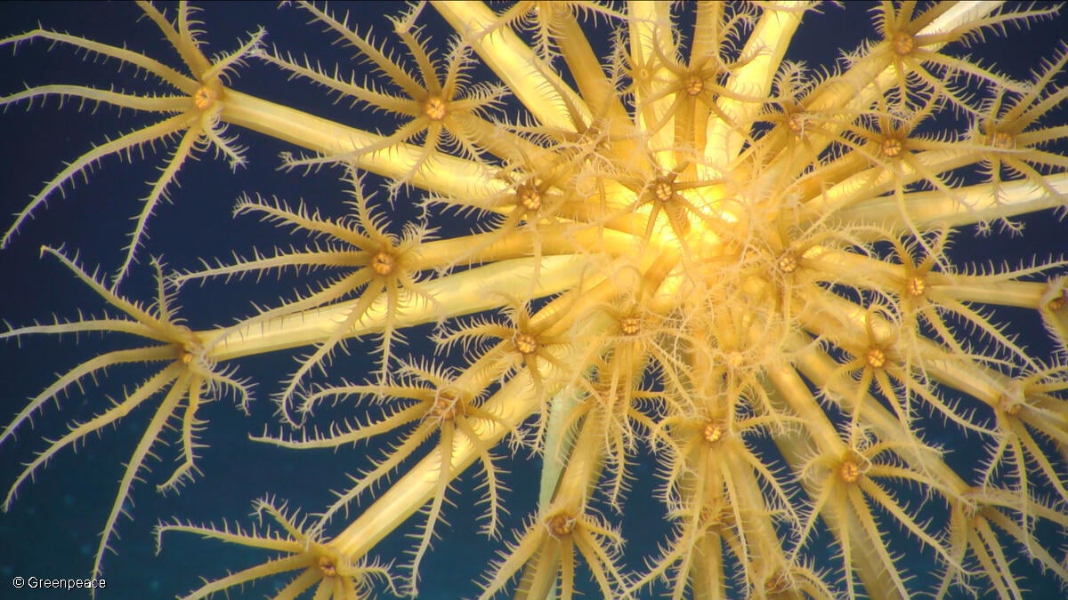 Sea pen (Umbellula encrinus). Sea pen (Umbellula encrinus).