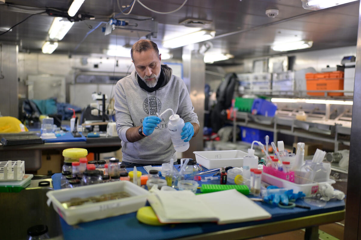 Dr. Paco C&aacute;rdenas, from Uppsala University, fixing subsamples of sponges with RNAlater, formol, Gluteraldeyde or ethanol. 

Greenpeace will gather scientific evidence of the diversity, distribution and connectivity of fauna in Arctic deep-sea ecosystems in the mining area - with particular focus on vulnerable, rare, endemic and undescribed species - in order to trigger international, regional and national conservation protocols.