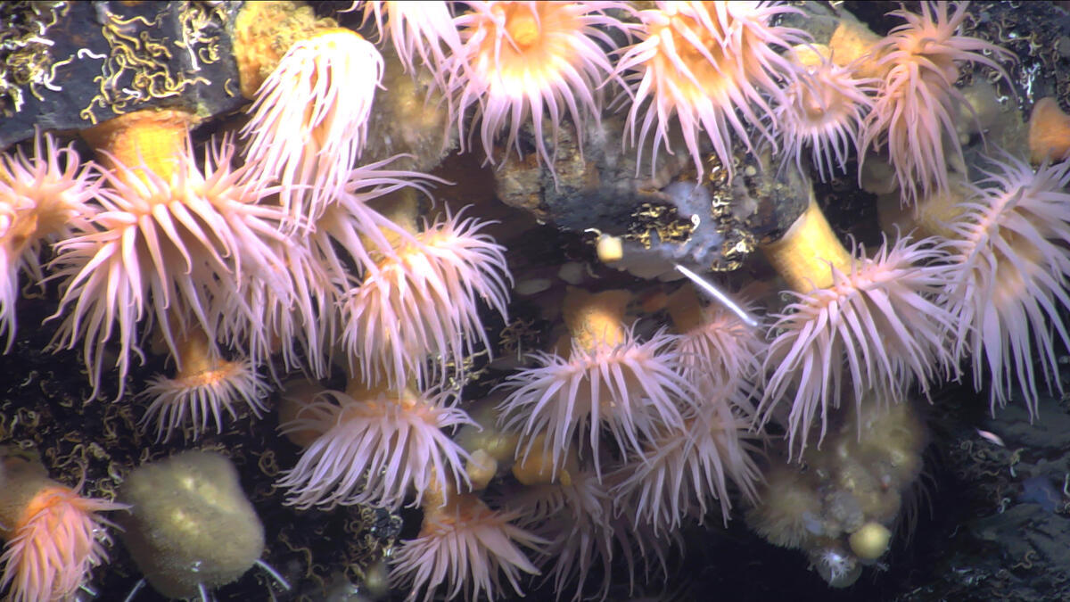 Greenpeace ends Deep Arctic Expedition with findings of new species &ndash; and over 100 hours of video from the deep sea