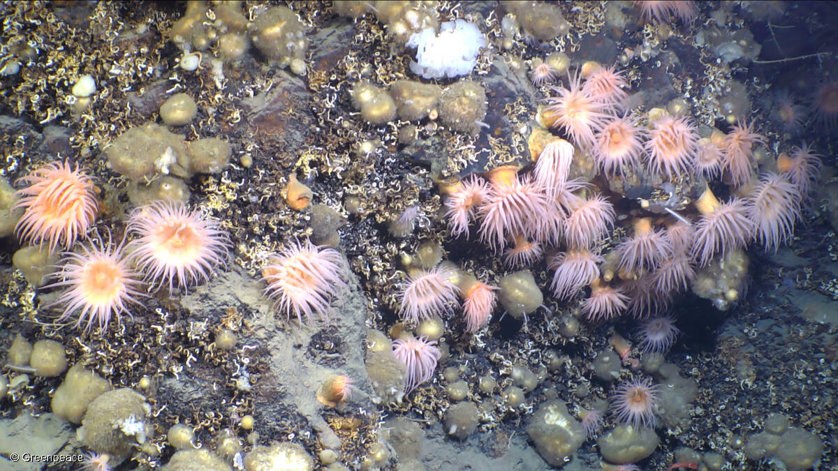 Anemones (Actinostolidae) on a Worm reef (Serpulidae), Sponges (Geodia). Anemones (Actinostolidae) on a Worm reef (Serpulidae), Sponges (Geodia).