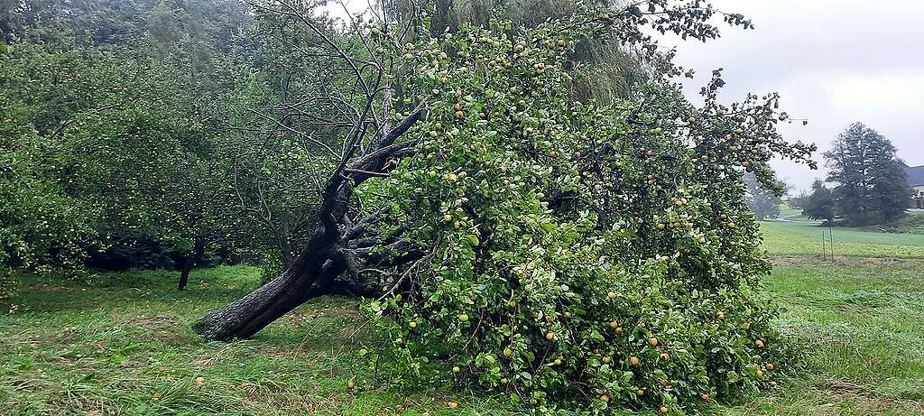 A fallen apple tree in the author's garden