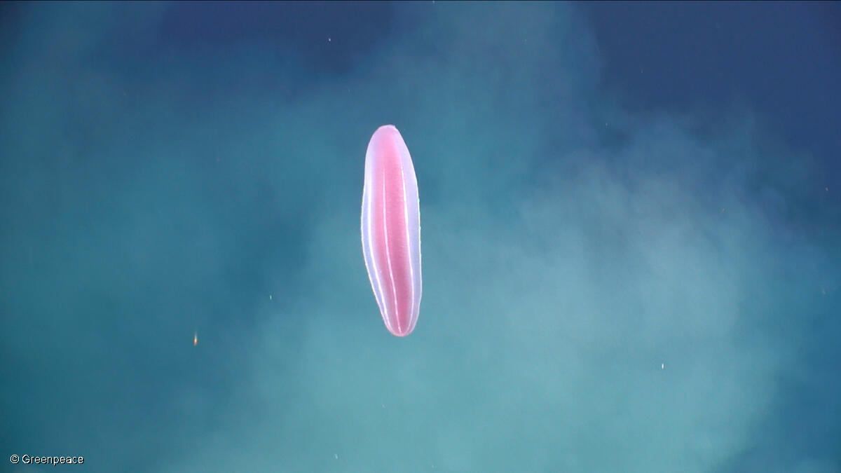 What we found in the Arctic deep sea!