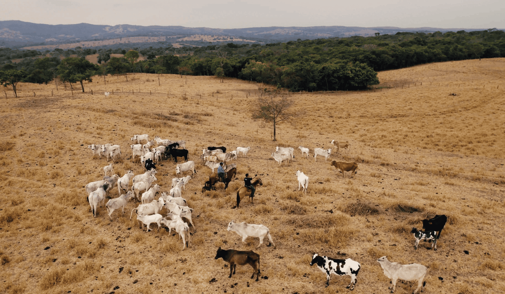 Groundswell Still Cattle Documentary film by Josh Tickell and Rebecca Tickell shows how farmers, ranchers, scientists, change-makers and Indigenous leaders are using regenerative agriculture management practices to restore the planet one acre at a time. A growing movement that's better for human health is taking hold.