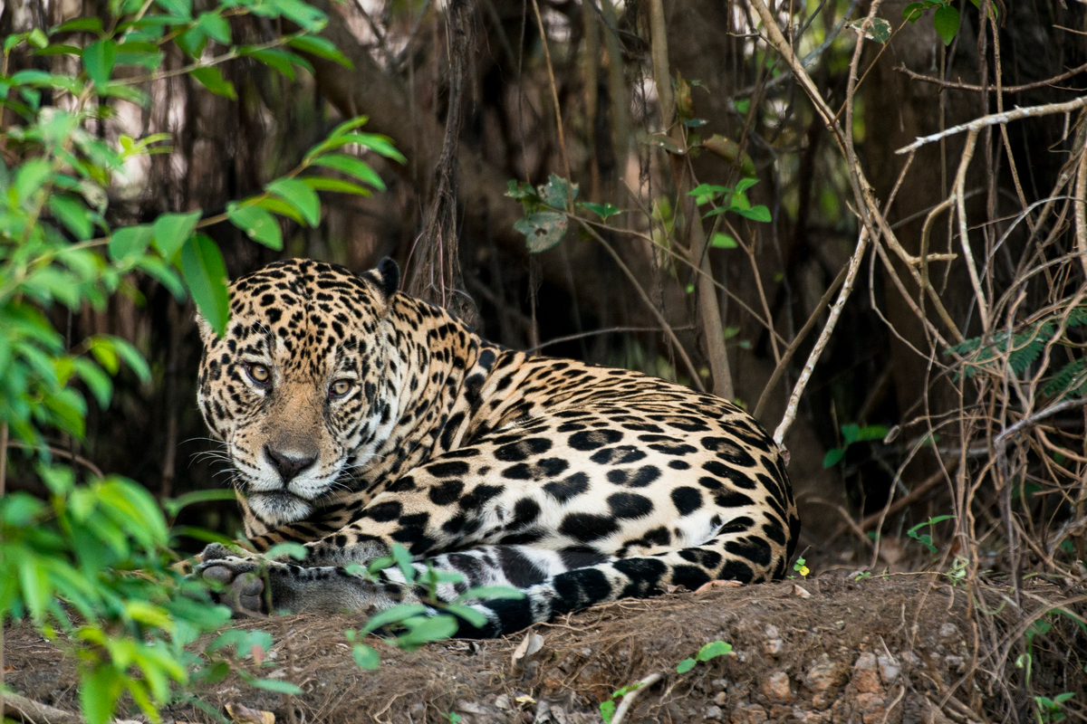 Jaguar (Panthera onca) in the Amazon Jaguar (Panthera onca) in the Brazilian Amazon.