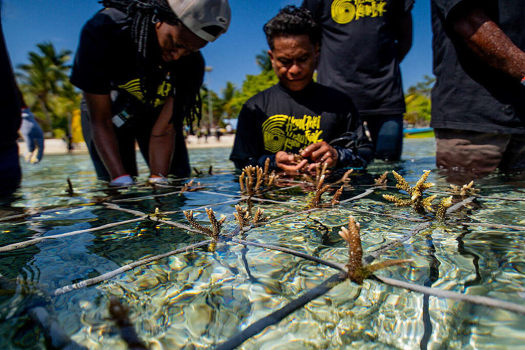 Greenpeace Indonesia, the USBA Institute, the Raja Ampat Indigenous Community, and the Congo Basin Indigenous Community participate in coral reef restoration activities through coral transplantation on Arborek Island, Raja Ampat, Southwest Papua, Indonesia. The activity highlights the importance of Indigenous-led conservation and collective efforts to protect and restore Raja Ampat’s rich marine biodiversity and coral reef ecosystems.