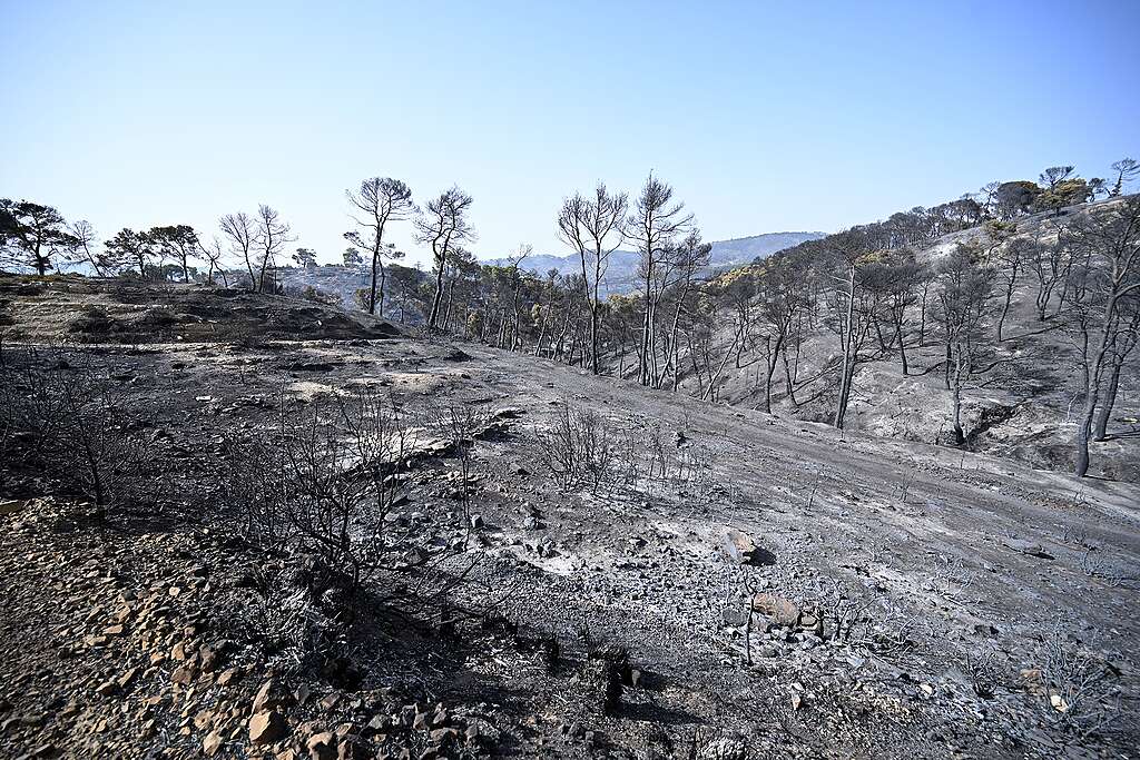 TUNISIA-ENVIRONMENT-WEATHER-CLIMATE-FIRE Ash and the remains of destroyed trees as pictured as fires ravages the forests of Sakiet Sidi Youssef in the Kef region, near the border with Algeria on July 24, 2026. At least 900 fires broke out in Tunisia over a 72-hour period, a senior official told AFP on July 24, 2026, as the country grapples with an intense heatwave. Firefighters are still battling two major blazes, one of them in the northwestern region of Sakiet Sidi Youssef. © FETHI BELAID / AFP via Getty Images.