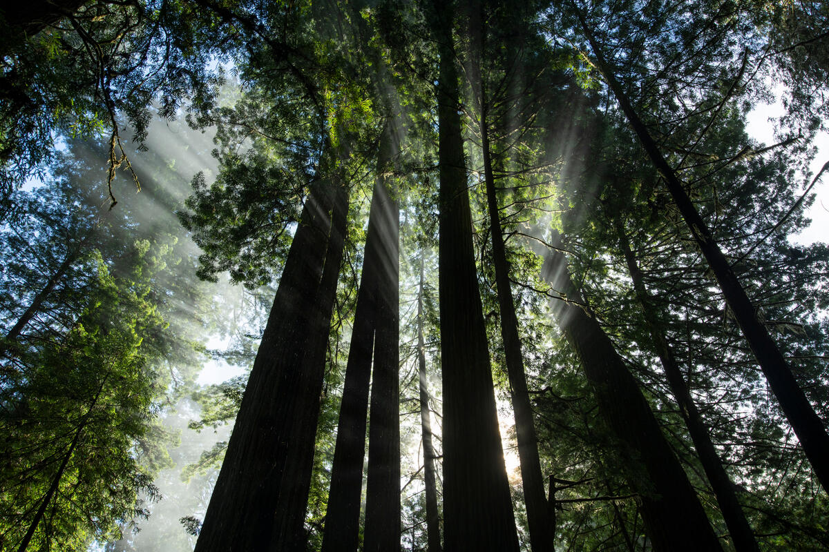 Jedediah Smith Redwoods State Park is the last in a long string of redwood parks that stretch up Northern California's coast. A few miles inland from the ocean, the park is densely forested with huge ancient trees. In fact, it contains seven percent of all the old-growth redwoods left in the world. No roads or trails mark 