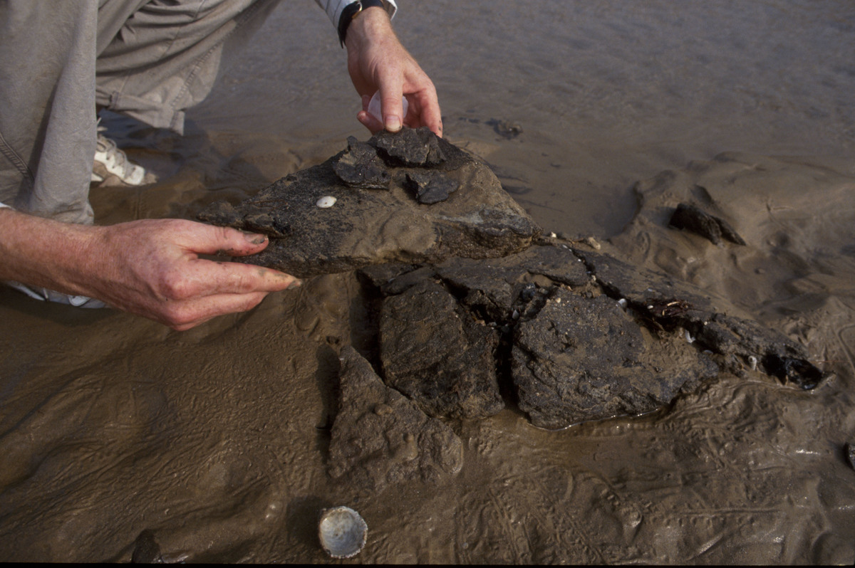 Paul Brown taking Oil Sample from Sandbank Greenpeace survey of Gulf War oil pollution in Iran. Paul Brown, environmental journalist for The Guardian, looking at tar on a beach, South Iranian coast.
