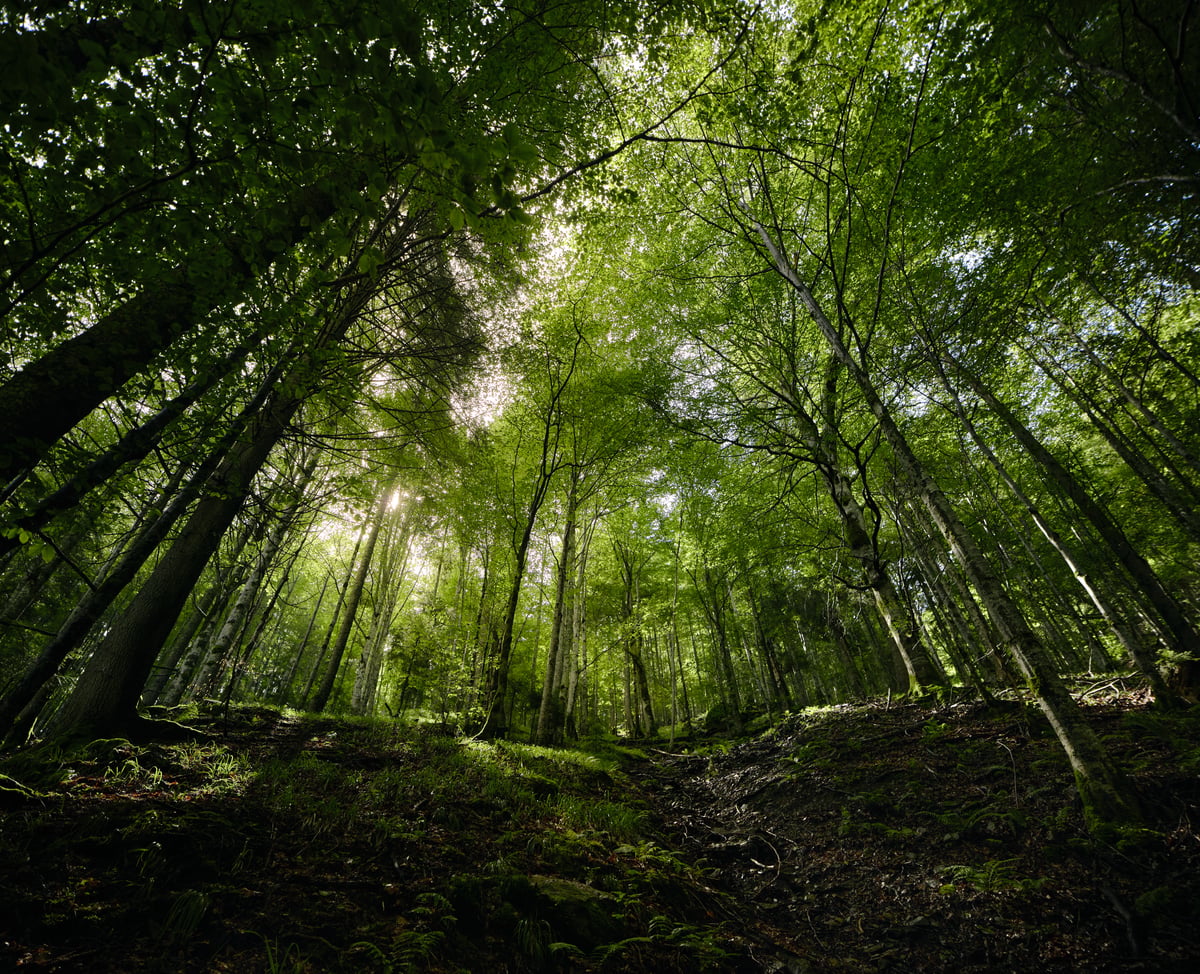 Beauty of the Carpathian Forest in Romania Trees in Romanian forest.