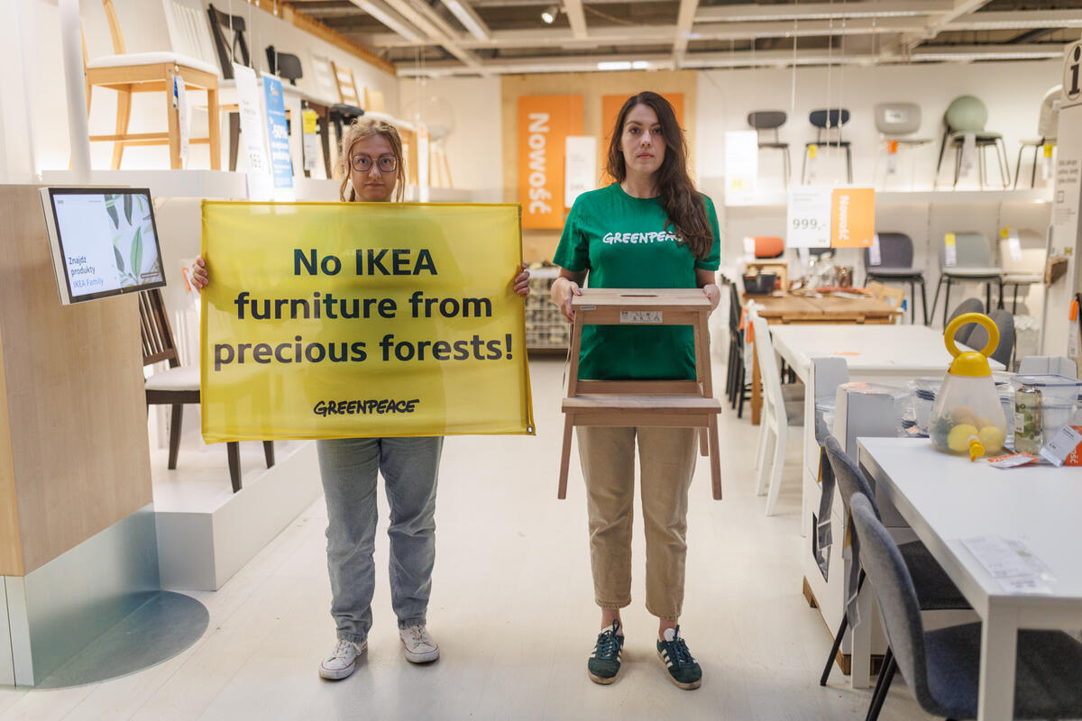 Protest in IKEA store in Warsaw Greenpeace activists hung a huge banner above the entrance to the IKEA store in Janki near Warsaw with the slogan