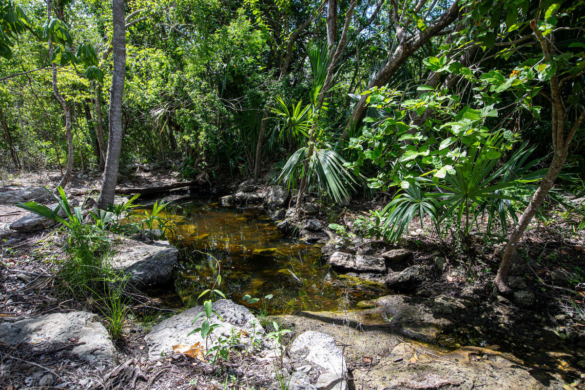 Water testing reveals severe contamination in Mexico’s Maya rainforest as illegal pig farming expands